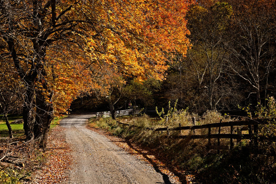 A tree in autumn colors overhangs a country lane in rural Virginia